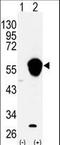 Aldehyde Dehydrogenase 3 Family Member A1 antibody, LS-C97466, Lifespan Biosciences, Western Blot image 