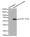 Docking Protein 1 antibody, abx000301, Abbexa, Western Blot image 