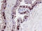 FKBP Prolyl Isomerase 5 antibody, AF4094, R&D Systems, Immunohistochemistry frozen image 