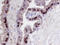 Peptidyl-prolyl cis-trans isomerase FKBP5 antibody, AF4094, R&D Systems, Immunohistochemistry frozen image 