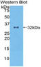 Growth Differentiation Factor 11 antibody, LS-C294345, Lifespan Biosciences, Western Blot image 