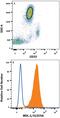 C-Type Lectin Domain Containing 5A antibody, MAB2384, R&D Systems, Western Blot image 