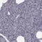 Purkinje Cell Protein 4 Like 1 antibody, PA5-65743, Invitrogen Antibodies, Immunohistochemistry paraffin image 