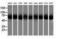 Calcium Binding And Coiled-Coil Domain 2 antibody, LS-C785270, Lifespan Biosciences, Western Blot image 