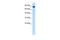 Ubiquitin Like With PHD And Ring Finger Domains 2 antibody, PA5-40969, Invitrogen Antibodies, Western Blot image 