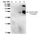 Citrulline antibody, NBP2-59364, Novus Biologicals, Western Blot image 