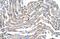 Claudin 11 antibody, GTX47763, GeneTex, Immunohistochemistry paraffin image 