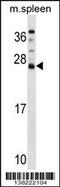 DnaJ Heat Shock Protein Family (Hsp40) Member C5 Beta antibody, 59-557, ProSci, Western Blot image 