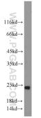 Secretion Associated Ras Related GTPase 1A antibody, 22291-1-AP, Proteintech Group, Western Blot image 