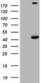 Phosphoribosylaminoimidazole Carboxylase And Phosphoribosylaminoimidazolesuccinocarboxamide Synthase antibody, CF501485, Origene, Western Blot image 