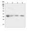 X-Ray Repair Cross Complementing 2 antibody, A02138-2, Boster Biological Technology, Western Blot image 