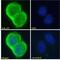 CORD2 antibody, 43-371, ProSci, Enzyme Linked Immunosorbent Assay image 