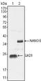 Nanog Homeobox antibody, STJ98266, St John