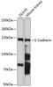 Cadherin 1 antibody, 18-916, ProSci, Western Blot image 