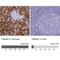 Transmembrane Protein 97 antibody, NBP1-92522, Novus Biologicals, Immunohistochemistry paraffin image 