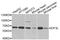 Eukaryotic Translation Initiation Factor 3 Subunit L antibody, STJ112013, St John