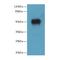 Islet Cell Autoantigen 1 Like antibody, A59446-100, Epigentek, Western Blot image 