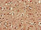 TATA-Box Binding Protein Associated Factor, RNA Polymerase I Subunit A antibody, CSB-PA614895LA01HU, Cusabio, Immunohistochemistry frozen image 