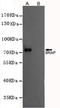 BRCA1-associated protein antibody, TA346897, Origene, Western Blot image 