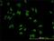 Tripartite Motif Containing 24 antibody, H00008805-M01, Novus Biologicals, Immunofluorescence image 