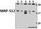 Mitochondrial Ribosomal Protein S12 antibody, A12643S12, Boster Biological Technology, Western Blot image 