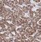 Proteasome Subunit Alpha 3 antibody, FNab06863, FineTest, Immunohistochemistry frozen image 