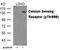 Calcium Sensing Receptor antibody, GTX55424, GeneTex, Western Blot image 