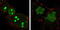 Nucleophosmin 1 antibody, abx011291, Abbexa, Enzyme Linked Immunosorbent Assay image 