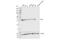 Apurinic/Apyrimidinic Endodeoxyribonuclease 1 antibody, 10519S, Cell Signaling Technology, Western Blot image 