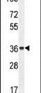 Olfactory Receptor Family 4 Subfamily A Member 47 antibody, PA5-24546, Invitrogen Antibodies, Western Blot image 