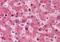 Transthyretin antibody, NBP1-40259, Novus Biologicals, Immunohistochemistry paraffin image 