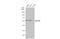 Thymocyte Selection Associated High Mobility Group Box antibody, GTX115287, GeneTex, Western Blot image 