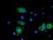 Nudix Hydrolase 6 antibody, MA5-25396, Invitrogen Antibodies, Immunocytochemistry image 