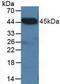 C-Terminal Binding Protein 2 antibody, LS-C373354, Lifespan Biosciences, Western Blot image 