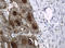 WAP Four-Disulfide Core Domain 2 antibody, LS-C799490, Lifespan Biosciences, Immunohistochemistry paraffin image 