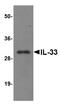 Interleukin 33 antibody, OAPB01354, Aviva Systems Biology, Western Blot image 