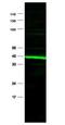 Peroxisome Proliferator Activated Receptor Delta antibody, orb86464, Biorbyt, Western Blot image 