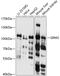 Glutamate Metabotropic Receptor 2 antibody, 13-724, ProSci, Western Blot image 