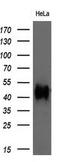 Basigin (Ok Blood Group) antibody, GTX84795, GeneTex, Western Blot image 