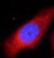 COX2 antibody, FNab01897, FineTest, Immunofluorescence image 