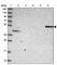 Amylase Alpha 1C (Salivary) antibody, HPA045394, Atlas Antibodies, Western Blot image 