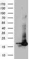 RNA Polymerase II Subunit H antibody, LS-C798831, Lifespan Biosciences, Western Blot image 