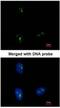 KRR1 Small Subunit Processome Component Homolog antibody, NBP1-32859, Novus Biologicals, Immunocytochemistry image 