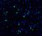 Caspase 10 antibody, A02190, Boster Biological Technology, Immunocytochemistry image 