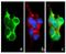 Pannexin 1 antibody, 710184, Invitrogen Antibodies, Immunofluorescence image 