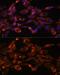Monoamine Oxidase A antibody, GTX54351, GeneTex, Immunofluorescence image 