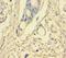 p101-PI3K antibody, orb351309, Biorbyt, Immunohistochemistry paraffin image 