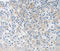Neurotrophin 4 antibody, LS-C332407, Lifespan Biosciences, Immunohistochemistry paraffin image 