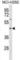 Thioredoxin Interacting Protein antibody, abx031250, Abbexa, Western Blot image 