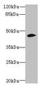 Zinc Finger And SCAN Domain Containing 9 antibody, CSB-PA026569LA01HU, Cusabio, Western Blot image 